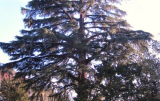 Sève Élagage Ardèche