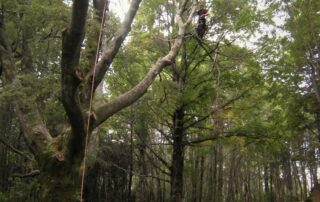 Sève Élagage Ardèche