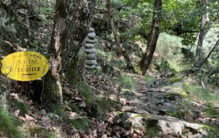 Barnas - Balade au sentier botanique - chêne sessile ©sourcesetvolcans