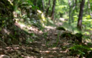 Barnas - Balade au sentier botanique - en forêt ©sourcesetvolcans
