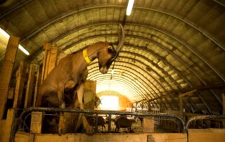 Montpezat sous Bauzon - Chèvres au Clos Bonnaud ©S.BUGNON