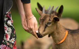 Montpezat sous Bauzon - Visite de ferme en ferme au Clos Bonnaud 2©S.BUGNON