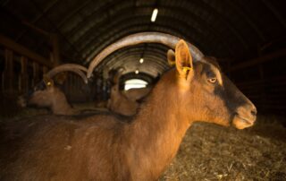 Montpezat sous Bauzon - Chèvres au Clos Bonnaud 2 ©S.BUGNON