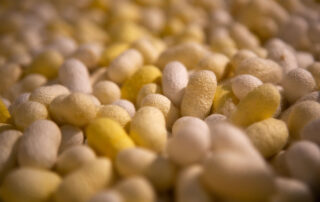 Écomusée du Moulinage - Cocons de vers à soie ©S.Bugnon