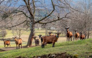 Chèvrerie le Clos de Bonnaud_Montpezat-sous-Bauzon