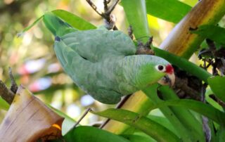 Chris Kale photographe_Prades