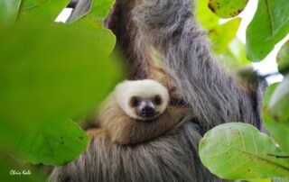 Chris Kale photographe_Prades