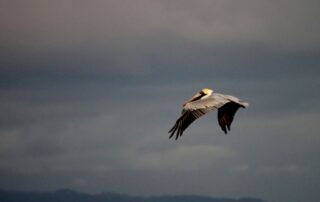 Chris Kale photographe_Prades