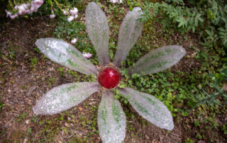 Association Colette Bonzo