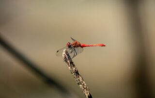 Mare aux libellules_Jaujac