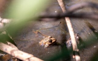 Mare aux libellules_Jaujac