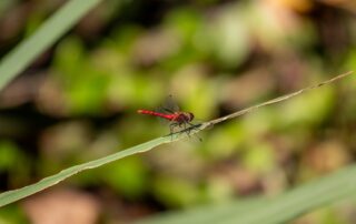 Mare aux libellules_Jaujac