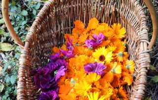 Nomadic Herbs_Chirols