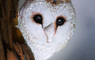 Aure de Col'Aure la vie_Prades