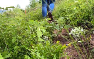 Saint Pierre de Colombier - ramassage de myrtilles avec la ferme des plaisirs simples