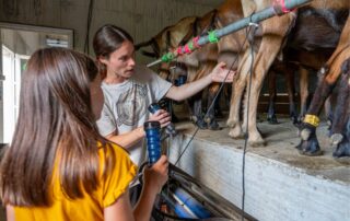 Visite de la chèvrerie de Péreyres_Péreyres