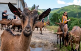 Chèvrerie de Péreyres_Péreyres