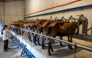 Chèvrerie de Péreyres_Péreyres