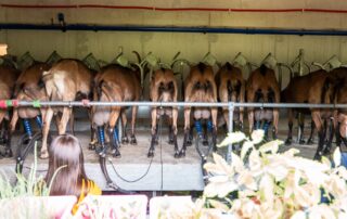 Chèvrerie de Péreyres_Péreyres