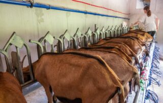 Chèvrerie de Péreyres_Péreyres