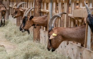 Chèvrerie de Péreyres_Péreyres