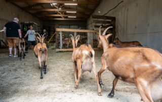 Chèvrerie de Péreyres_Péreyres