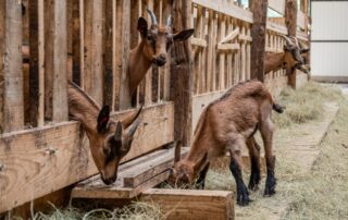 Chèvrerie de Péreyres_Péreyres