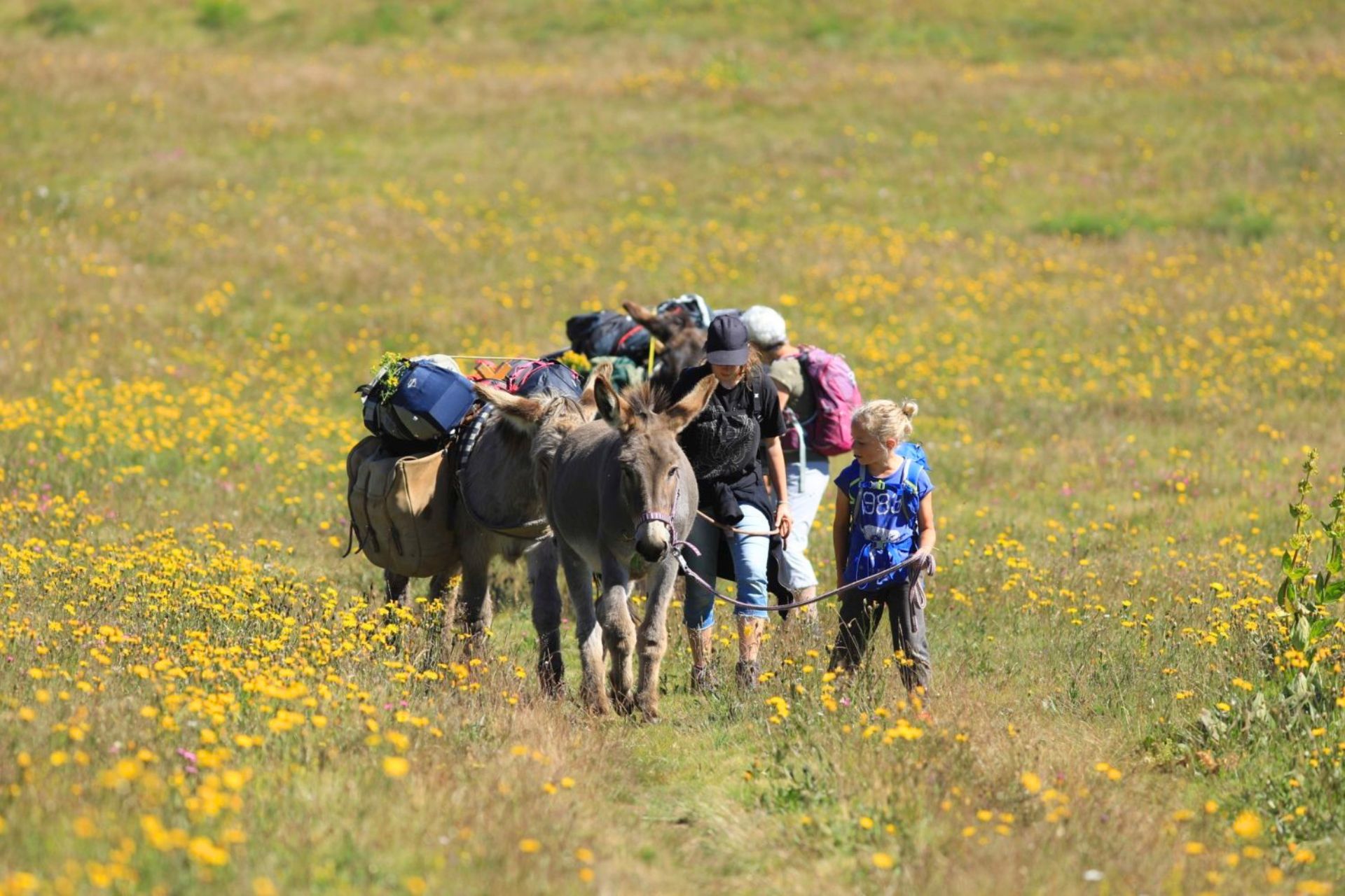 Randonnée avec un âne sur le GR®7 des monts d'Ardèche