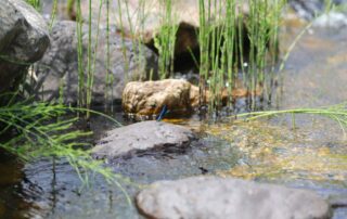 Balade et pique nique au bord de la rivière avec mon âne_Burzet