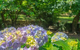 Parc et jardin Emile Jean_Mayres