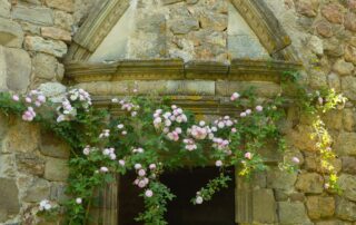 Fabras - Château du Pin 4